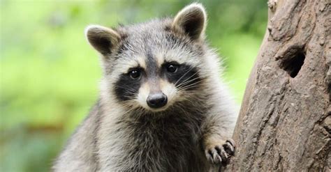 raccoon lifespan domestic.